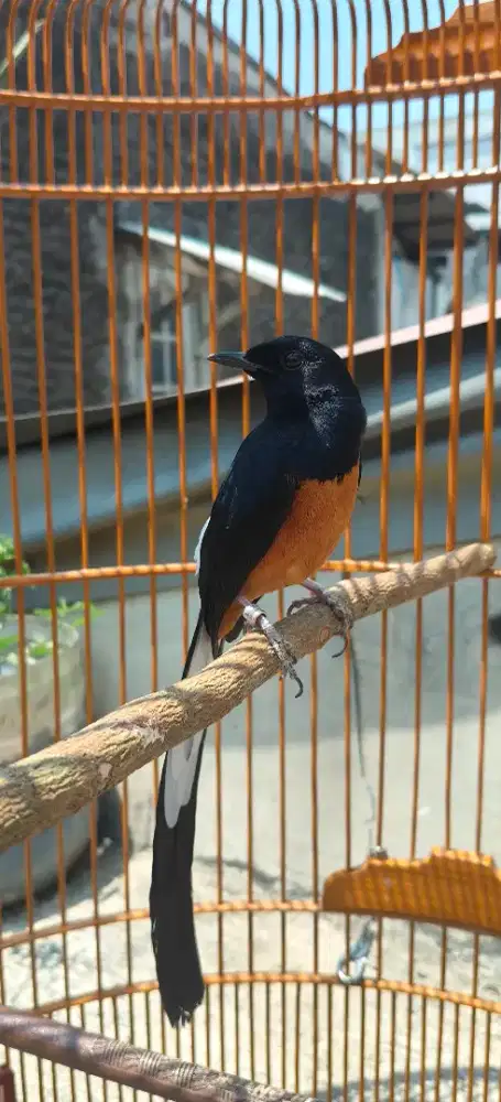 Murai ekor panjang 24cm jual Burja