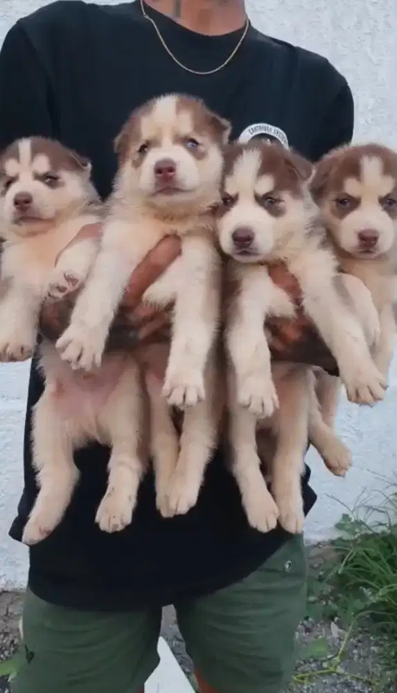 anak anjing siberian husky jantan dan betina