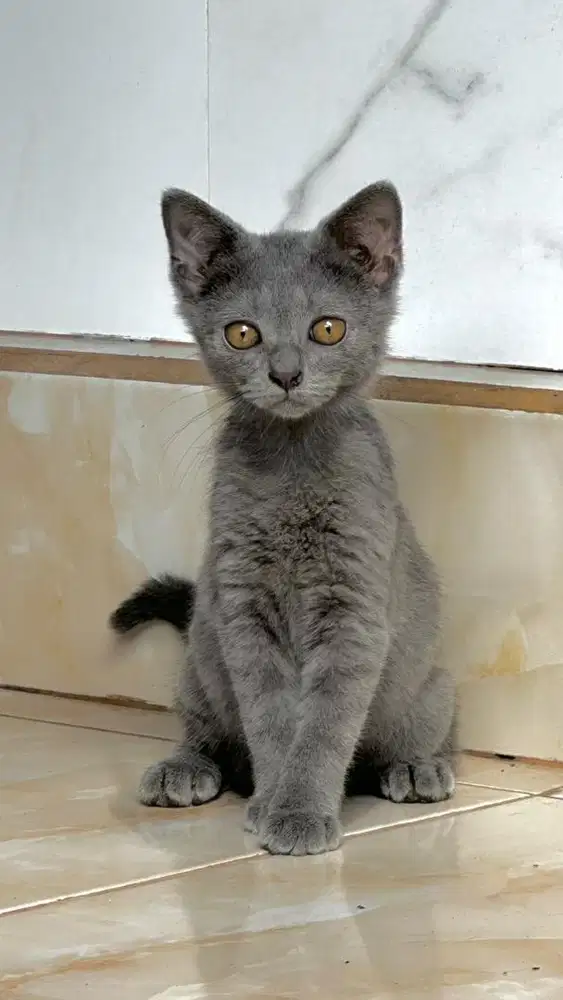 Kitten BSH Blue Solid (Betina)