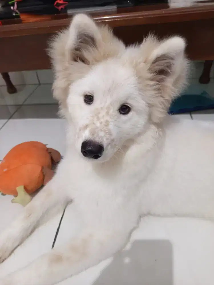 SAMOYED BETINA 4 BULAN STAMBUM VAKSIN CHIP LENGKAP