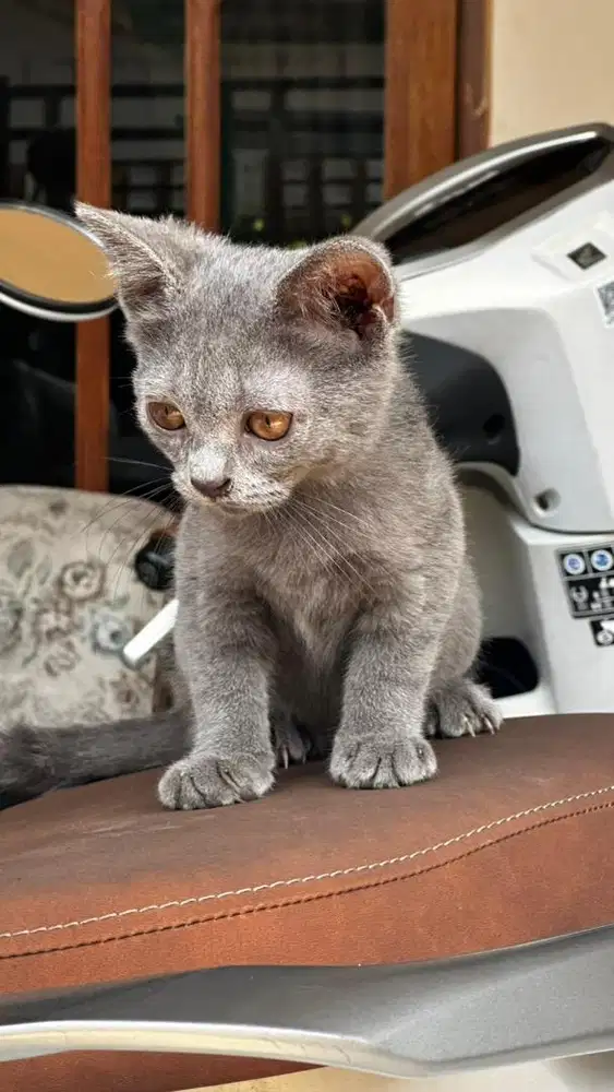 Kitten BSH mix Blue Solid (Betina)