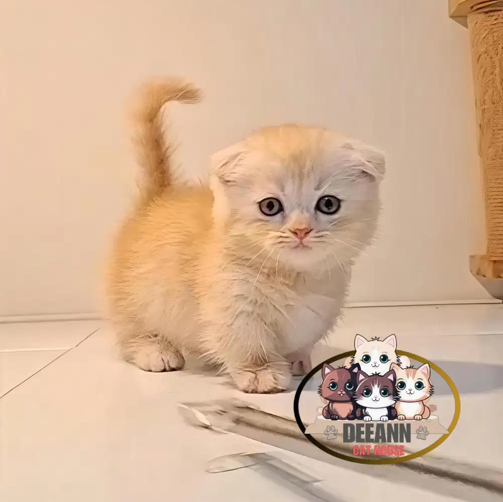 Kucing Munchkin Gaelic Fold (Triple Fold)