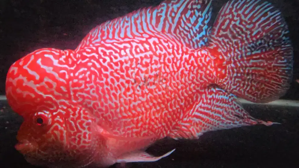 IKAN LOUHAN GB CENCU