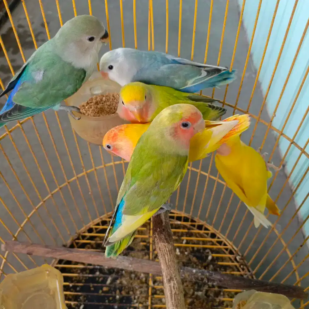 Jual Burung Lovebird NK/Non Klep Paud