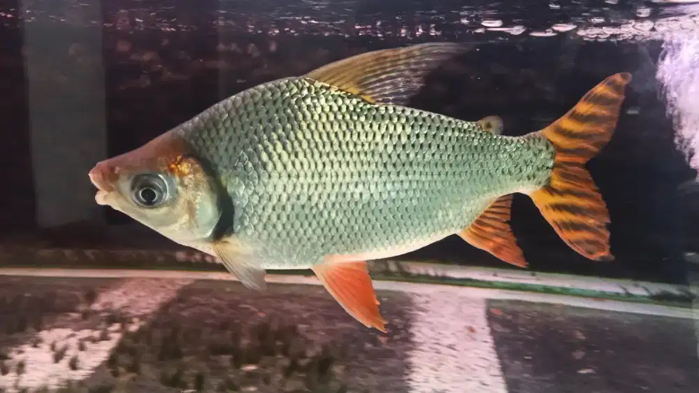 RFF (Red Feifeng) Jumbo