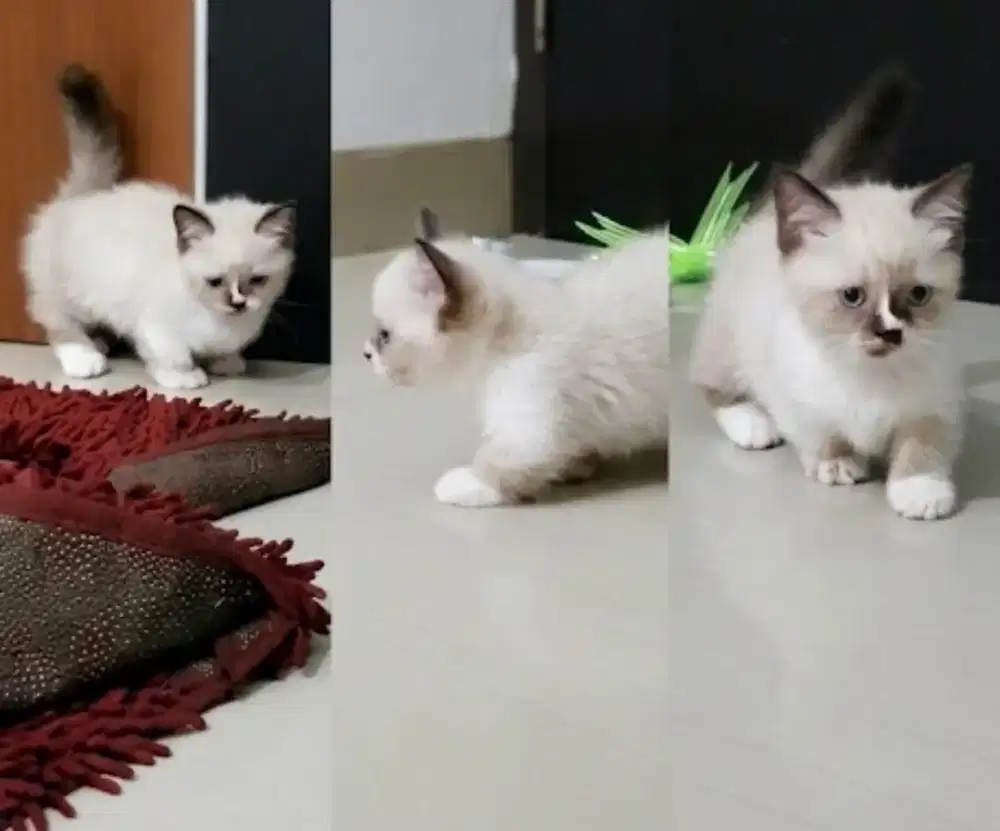 Munchkin jantan lucu kitten