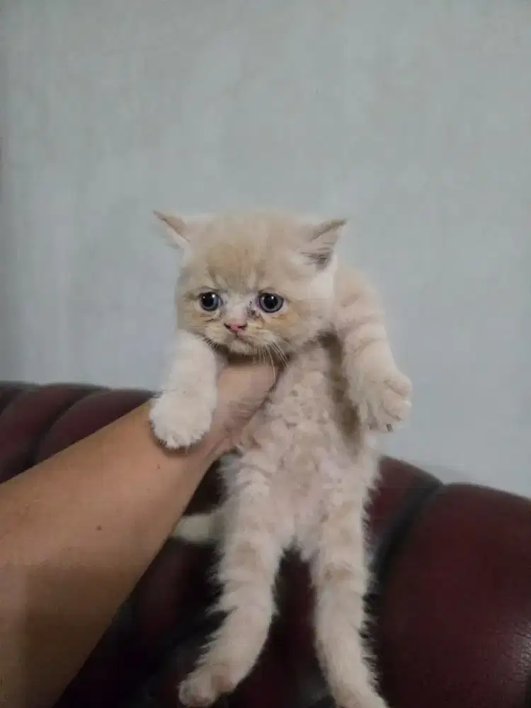 Kucing kitten jantan