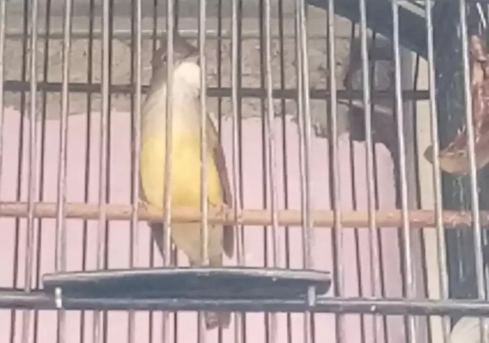 Burung cjj fullset+krodong