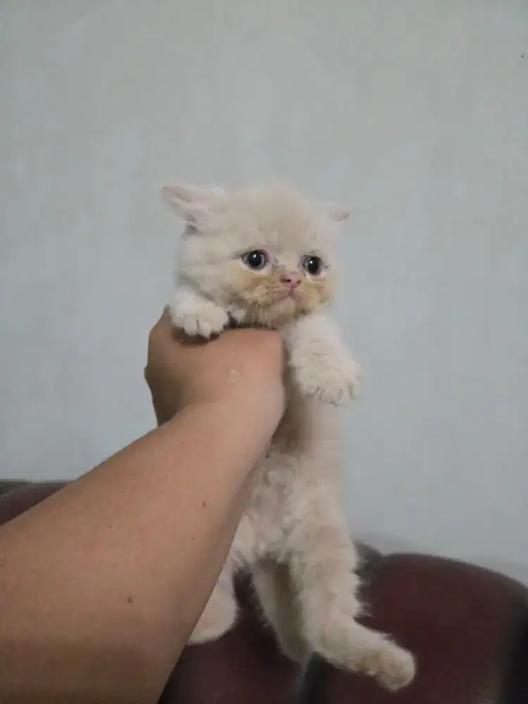 Kucing kitten jantan