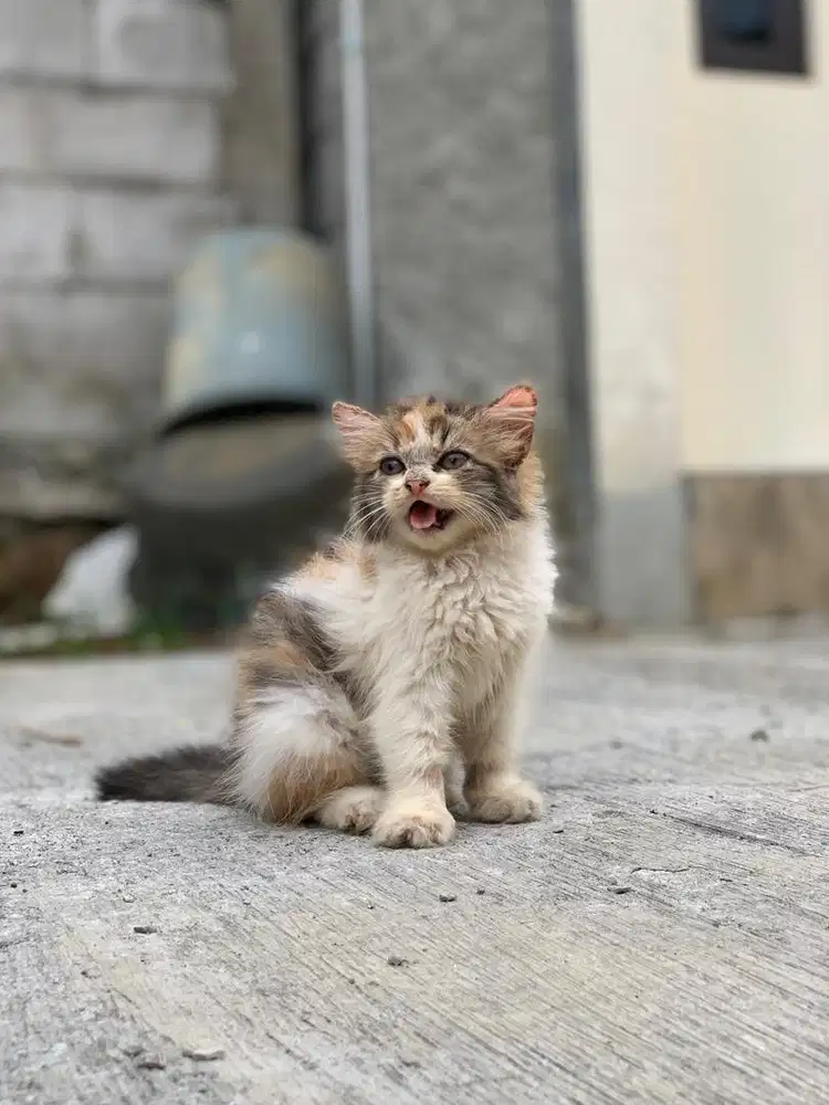 kucing kitten persia flatnose calico