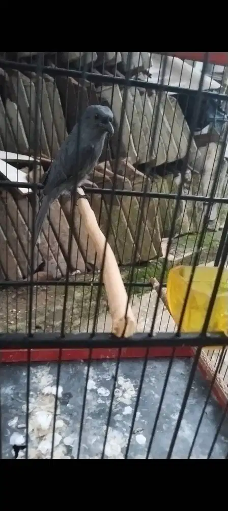 Srigunting Abu Gacor