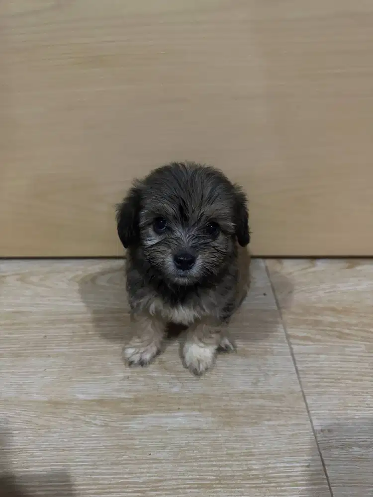 Corgipoo Puppy Anjing Cute