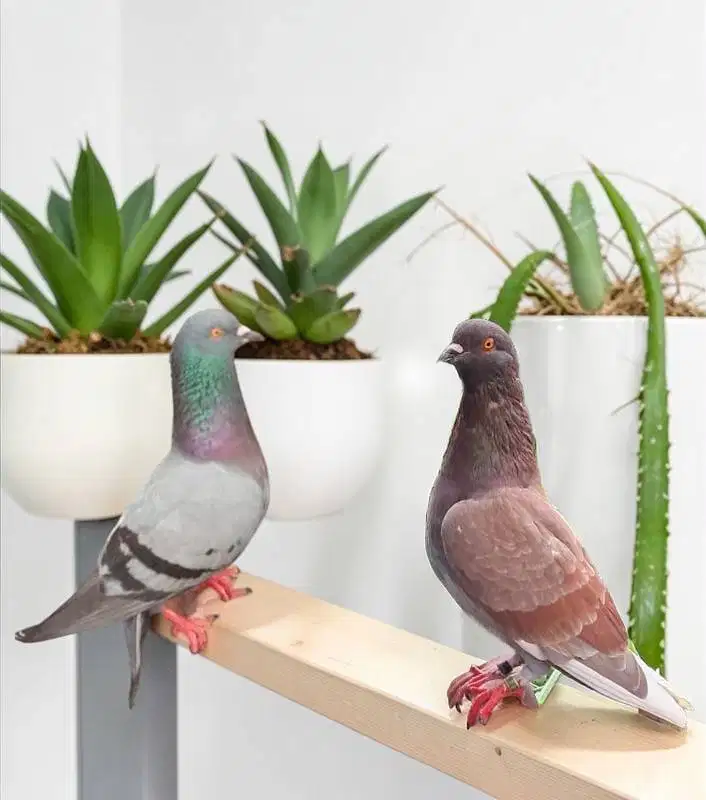 Merpati Muda Pasangan sebagai pelatih di gambar ada 2 pasang