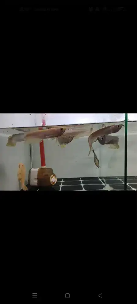 ARWANA SILVER ALBINO DAN SILVER RED