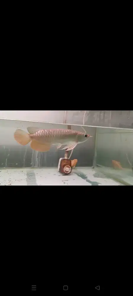 ARWANA GOLDEN RED 22-25CM