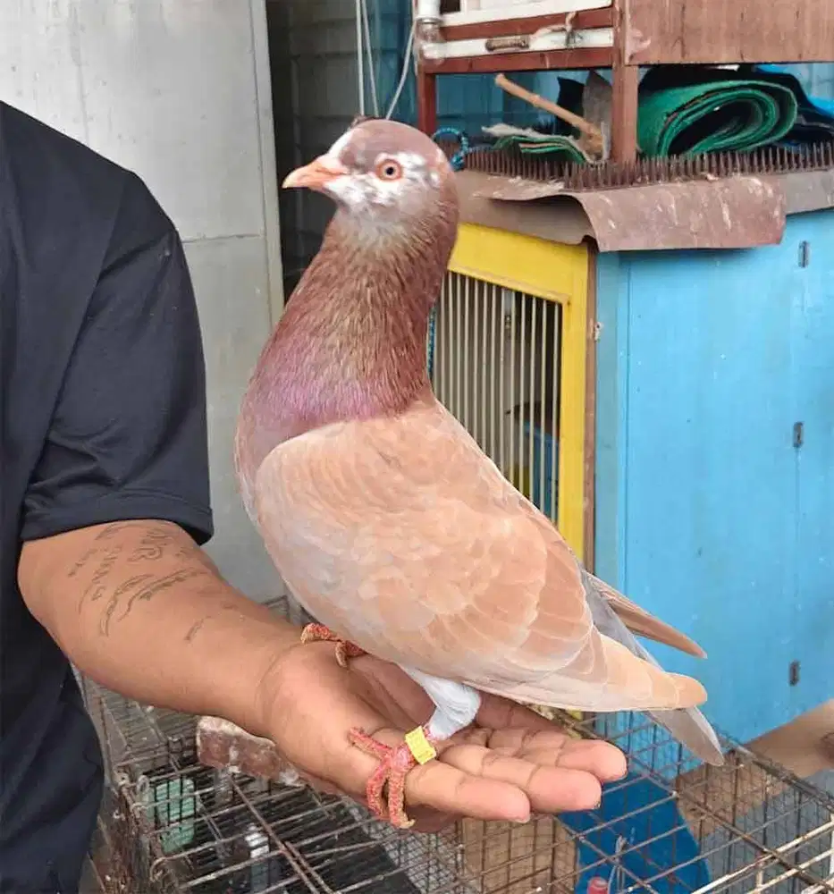 Merpati Kolong darah Juara