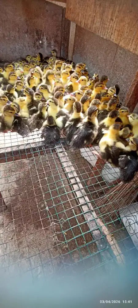 Peranakan Entok silang jumbo