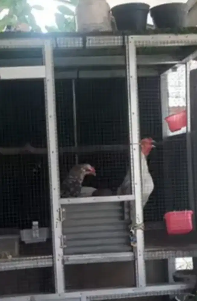 Ayam Ketawa Sepasang