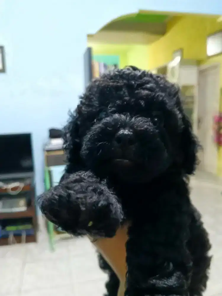 Anak anjing (mix shitzu & poodle)