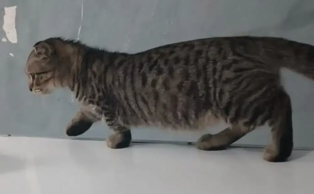 Kucing Munchkin Scottish