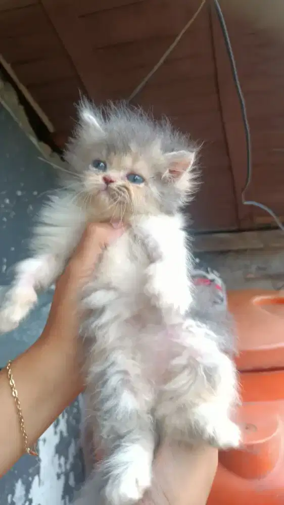 Kucing betina bulu kapas