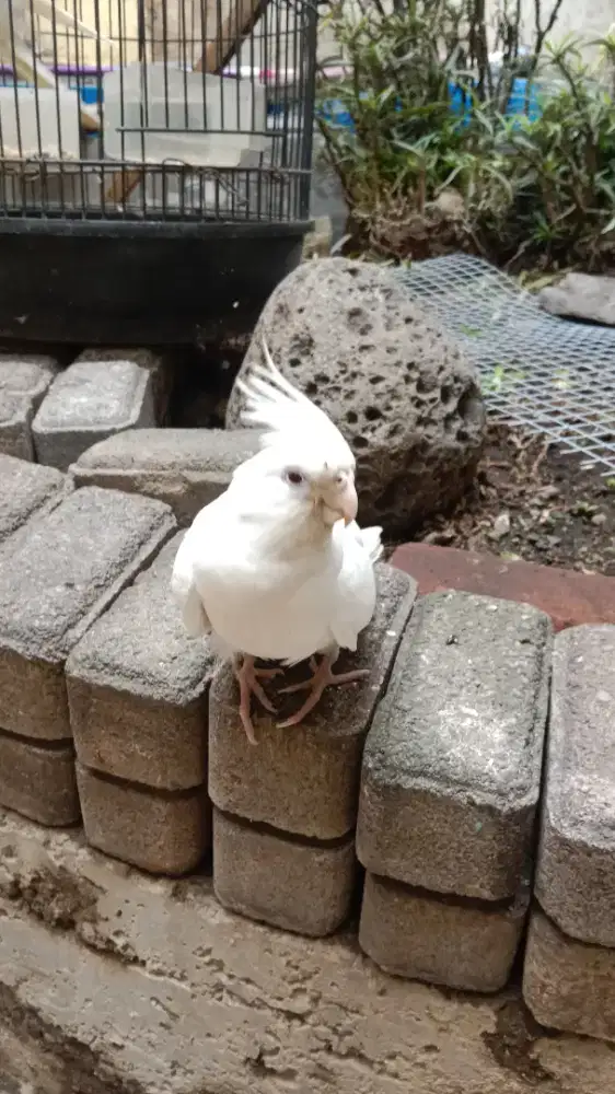 Jual burung falk albino/ lutino