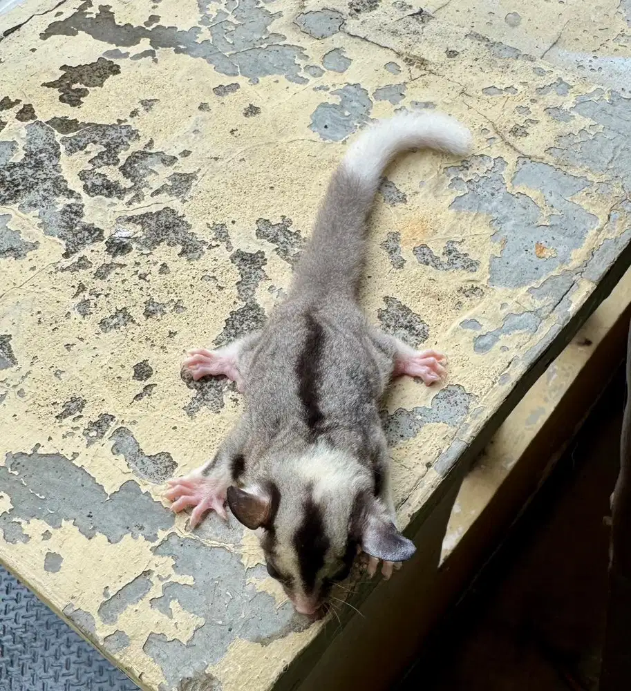 Sugar glader joey oop 16 Februari