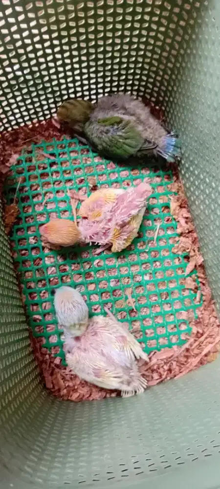 Jual lolohan/anakan lovebird nonklep