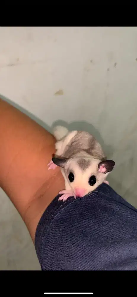 Sugar glider mozaik