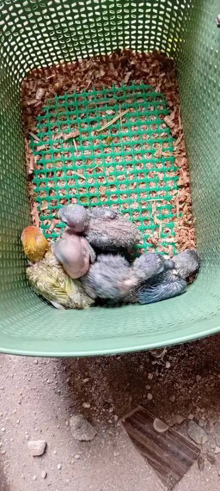 Jual lolohan/anakan lovebird