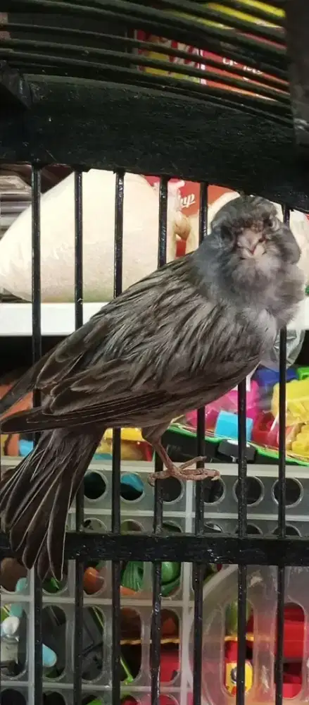 F1 Starblue body besar