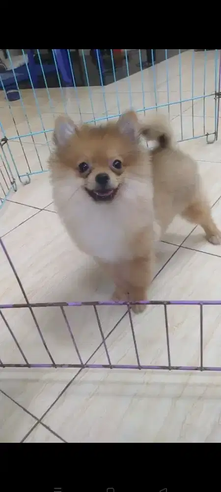 Anjing Mini Pomeranian