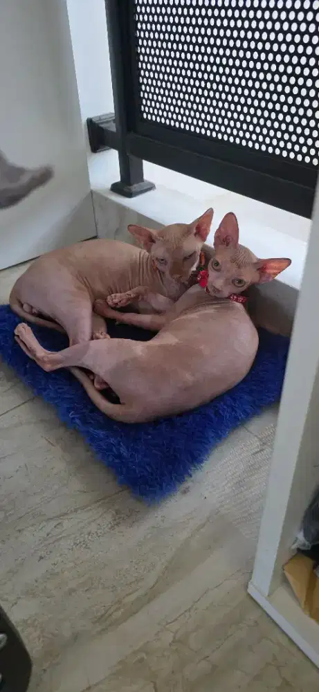 Kucing Sphynx usia 6 bln