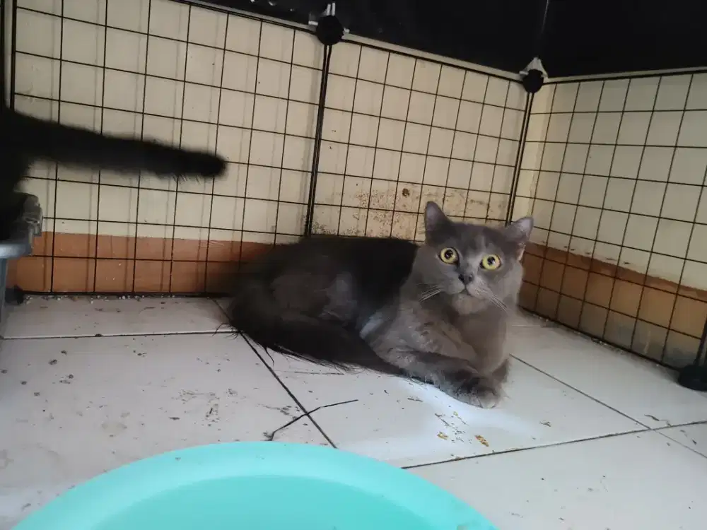 Kucing persia medium abu / anggora / himalaya / peaknose / flatnose