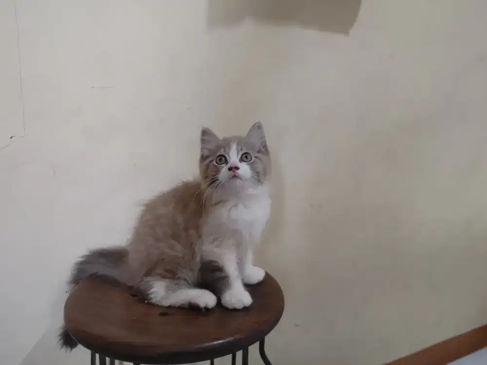 Kucing kitten ragdoll / himalaya / anggora / persia / peaknose