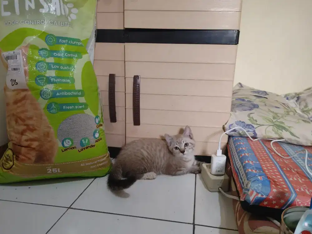 Kucing kitten ragdoll mix / himalaya / anggora / persia / peaknose