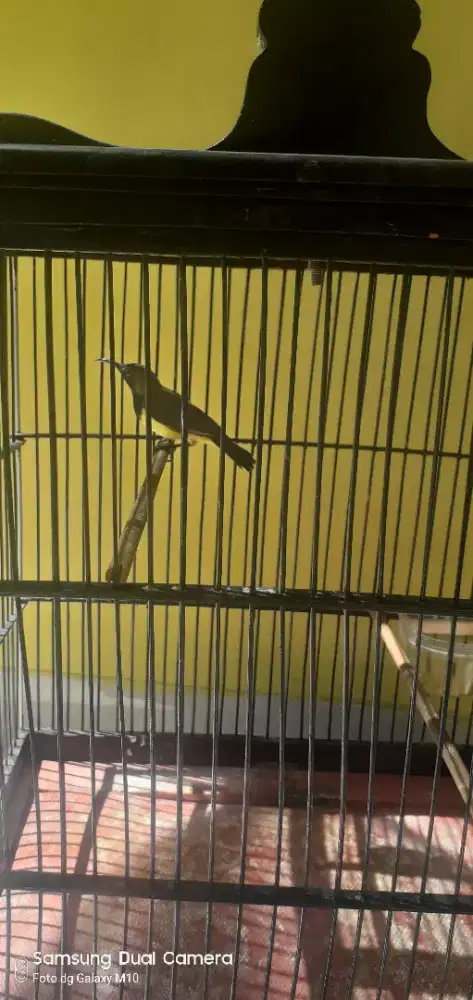 Burung kolibri bunyi gacor