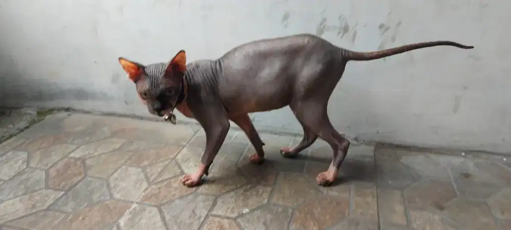 Kucing Sphynx Betina 1Tahun