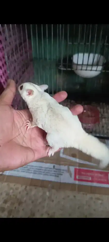 Sugar gloder Cremino betina