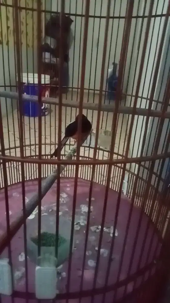 Jual burung murai hutan fullset