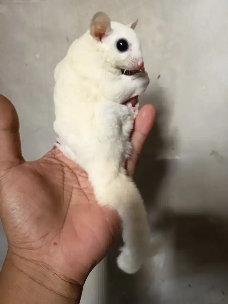 Sugar glider leucistik jantan