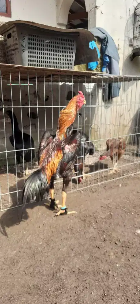 Anakan shamo japan line tomikazu