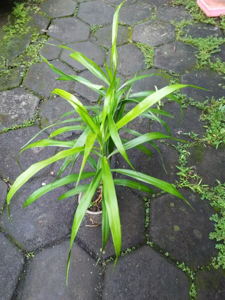Bibit pohon suji/pewarna makanan alami