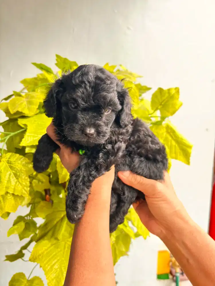 Black, silver poodle tiny pure