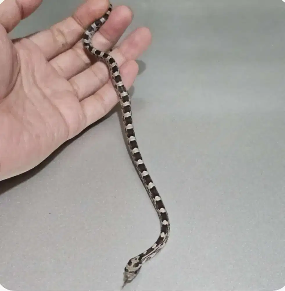 corn snake anery masque plus male