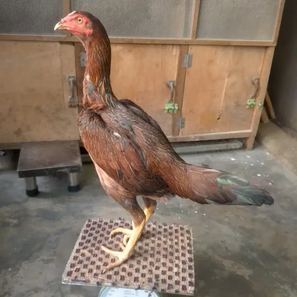 Pama IQ TRAK BALL LARI