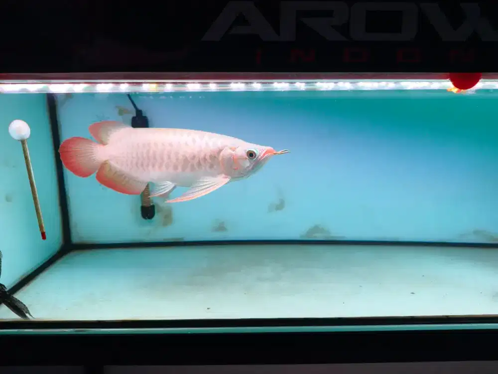 Bismillah Jual kesayangan full set, mau pindah