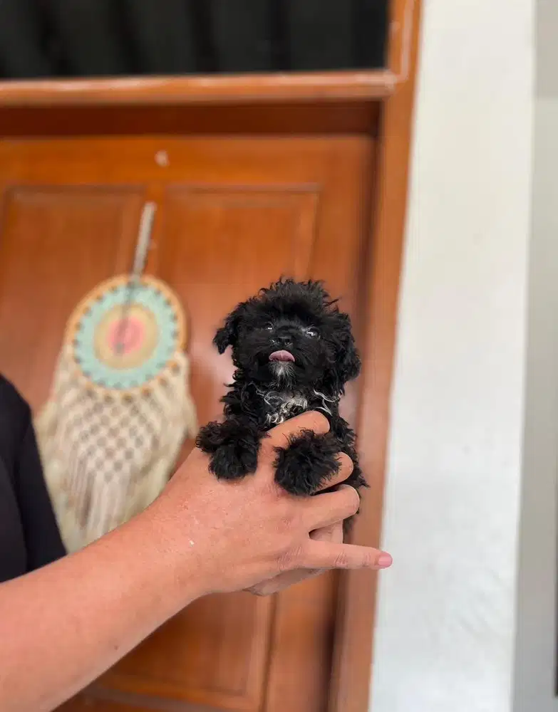 Anjing / puppies black tiny poodle jantan