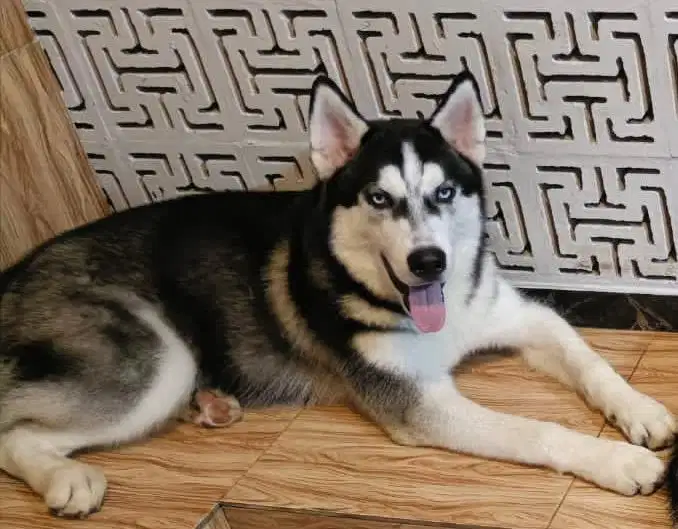 Anjing / siberian husky cakep