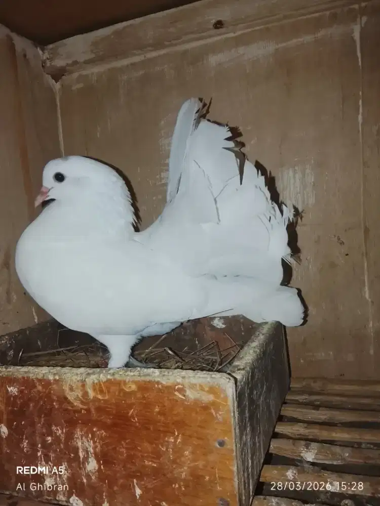 Merpati kipas putih polos